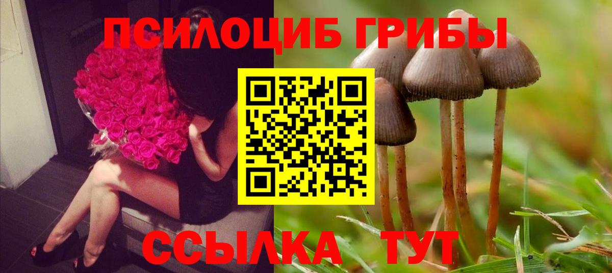 где продают   Галлюциногенные грибы Cubensis  Вход с VPN  Алейск 
